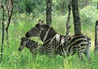 Zebra Mum and Babe Mukuvisi